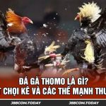 Đá Gà Thomo Là Gì? Luật Chọi Kê Và Các Thế Mạnh Thu Hút